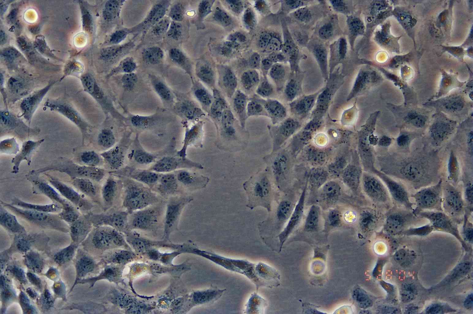 WI-38 VA13 subline 2RA细胞图片